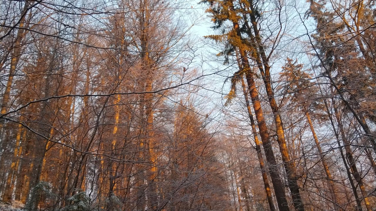 Winterwald Winterwald